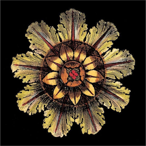 Rosette on Black IV Black Modern Wood Framed Art Print by Antonini, Da Carlo