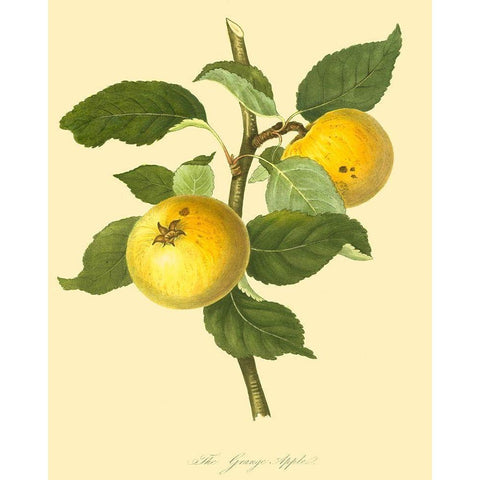 The Grange Apple  Black Modern Wood Framed Art Print with Double Matting by Unknown