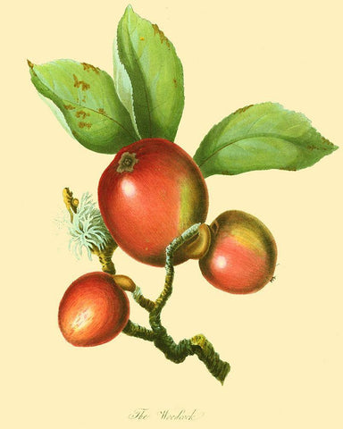 The Woodcock White Modern Wood Framed Art Print with Double Matting by Unknown