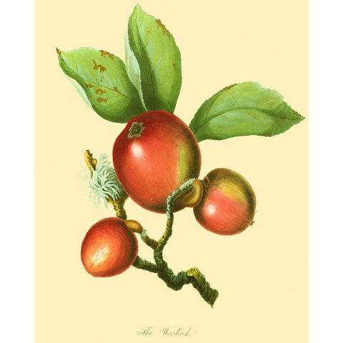 The Woodcock White Modern Wood Framed Art Print by Unknown