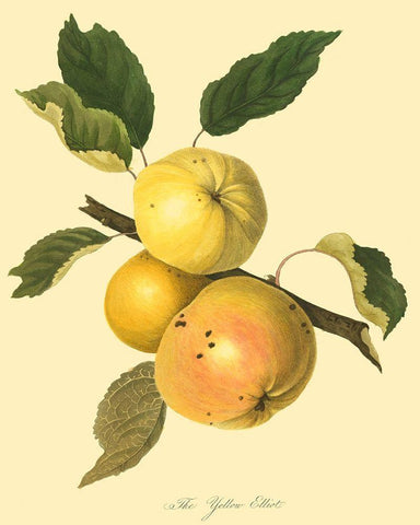 The Yellow Elliot White Modern Wood Framed Art Print with Double Matting by Unknown