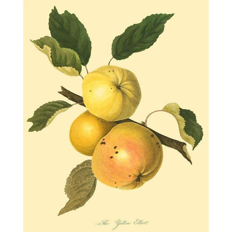 The Yellow Elliot White Modern Wood Framed Art Print by Unknown