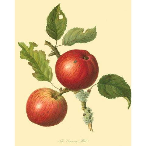 The Cowarne Red Gold Ornate Wood Framed Art Print with Double Matting by Unknown