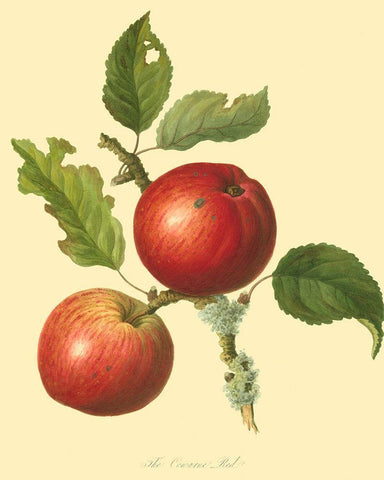 The Cowarne Red Black Ornate Wood Framed Art Print with Double Matting by Unknown