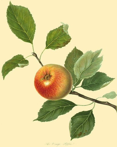 The Orange Pippin White Modern Wood Framed Art Print with Double Matting by Unknown