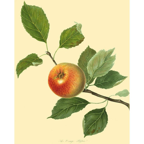 The Orange Pippin White Modern Wood Framed Art Print by Unknown