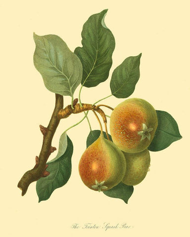 The Teinton Squash Pear White Modern Wood Framed Art Print with Double Matting by Unknown