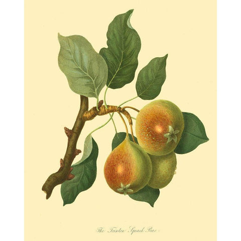 The Teinton Squash Pear Gold Ornate Wood Framed Art Print with Double Matting by Unknown