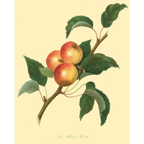 The Siberian Harvey Black Modern Wood Framed Art Print by Unknown