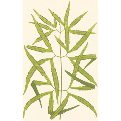 Woodland Ferns I Gold Ornate Wood Framed Art Print with Double Matting by Lowe, E. J.