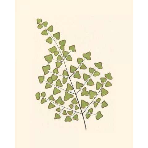 Woodland Ferns II Black Modern Wood Framed Art Print with Double Matting by Lowe, E. J.