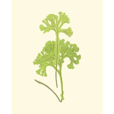 Woodland Ferns III Gold Ornate Wood Framed Art Print with Double Matting by Lowe, E. J.