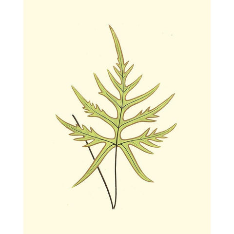 Woodland Ferns IV Black Modern Wood Framed Art Print with Double Matting by Lowe, E. J.