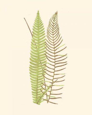 Woodland Ferns V Black Ornate Wood Framed Art Print with Double Matting by Lowe, E. J.