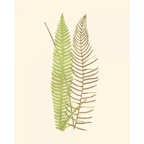 Woodland Ferns V Black Modern Wood Framed Art Print by Lowe, E. J.