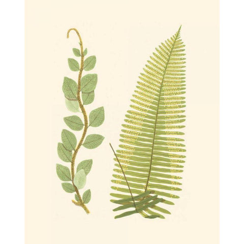 Woodland Ferns VI Black Modern Wood Framed Art Print with Double Matting by Lowe, E. J.