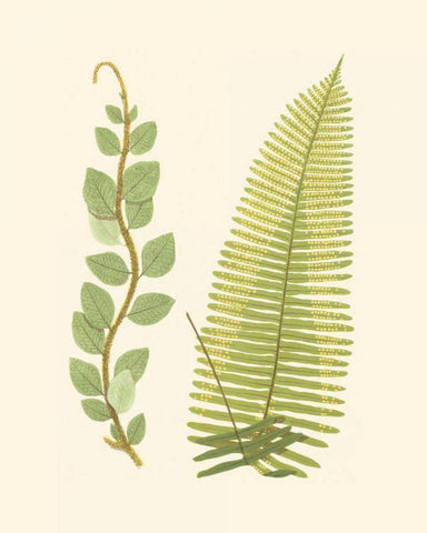 Woodland Ferns VI White Modern Wood Framed Art Print with Double Matting by Lowe, E. J.