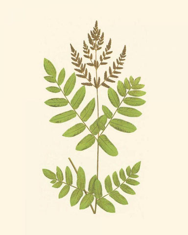 Woodland Ferns VII White Modern Wood Framed Art Print with Double Matting by Lowe, E. J.