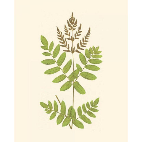 Woodland Ferns VII Black Modern Wood Framed Art Print with Double Matting by Lowe, E. J.