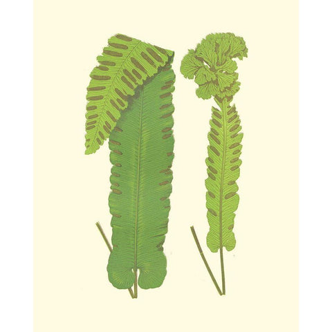 Woodland Ferns VIII Black Modern Wood Framed Art Print with Double Matting by Lowe, E. J.
