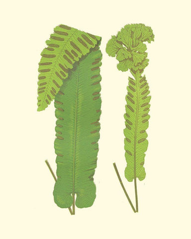 Woodland Ferns VIII White Modern Wood Framed Art Print with Double Matting by Lowe, E. J.
