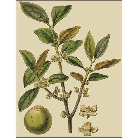Fitch Leaves on Khaki I (PS) Black Modern Wood Framed Art Print with Double Matting by Fitch, J.N.