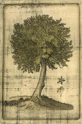 Printed Fruitful Realm I  White Modern Wood Framed Art Print with Double Matting by Vision Studio