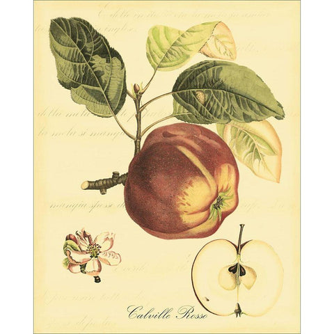 Petite Tuscan Fruits I Black Modern Wood Framed Art Print with Double Matting by Vision Studio