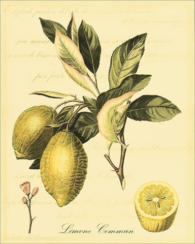 Petite Tuscan Fruits II White Modern Wood Framed Art Print with Double Matting by Vision Studio