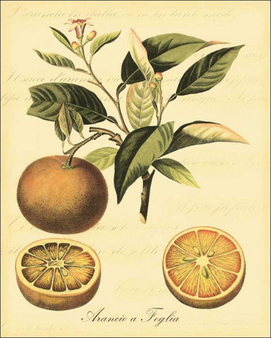 Petite Tuscan Fruits III Black Ornate Wood Framed Art Print with Double Matting by Vision Studio