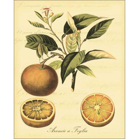 Petite Tuscan Fruits III Black Modern Wood Framed Art Print by Vision Studio