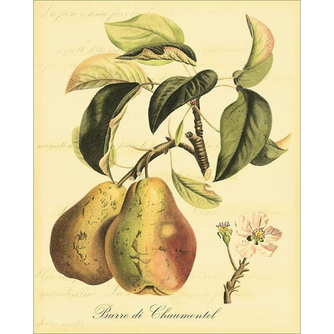 Petite Tuscan Fruits IV Black Modern Wood Framed Art Print with Double Matting by Vision Studio
