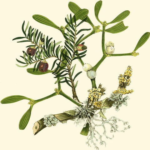 Mistletoe Branch Gold Ornate Wood Framed Art Print with Double Matting by Vision Studio