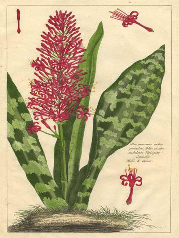 Fleur De Rouge I Black Ornate Wood Framed Art Print with Double Matting by Unknown