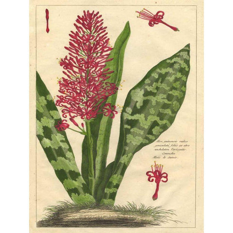 Fleur De Rouge I Gold Ornate Wood Framed Art Print with Double Matting by Unknown