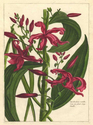 Fleur De Rouge III Black Ornate Wood Framed Art Print with Double Matting by Unknown
