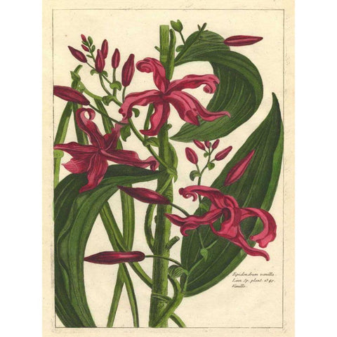 Fleur De Rouge III Black Modern Wood Framed Art Print by Unknown
