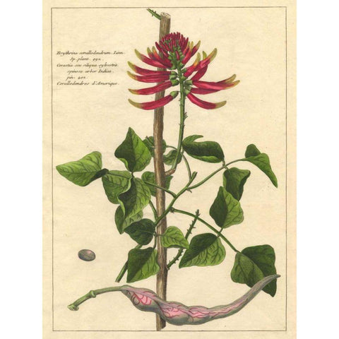 Fleur De Rouge IV White Modern Wood Framed Art Print by Unknown