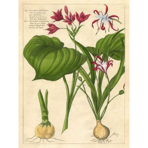 Fleur De Rouge V Black Modern Wood Framed Art Print with Double Matting by Unknown