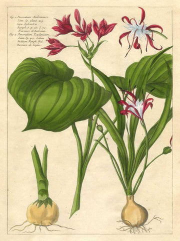 Fleur De Rouge V White Modern Wood Framed Art Print with Double Matting by Unknown