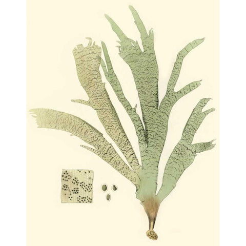 Marine Algae I White Modern Wood Framed Art Print by Curtis