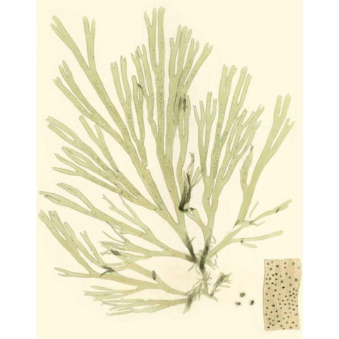 Marine Algae II White Modern Wood Framed Art Print by Curtis