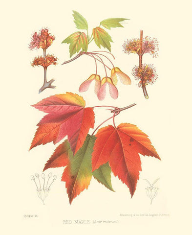 Red Maple White Modern Wood Framed Art Print with Double Matting by Sprague