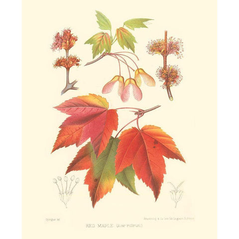 Red Maple Black Modern Wood Framed Art Print with Double Matting by Sprague