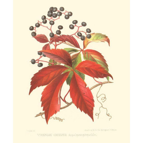 Virginian Creeper Gold Ornate Wood Framed Art Print with Double Matting by Sprague