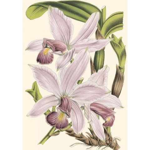 Mini Delicate Orchid I Gold Ornate Wood Framed Art Print with Double Matting by Vision Studio