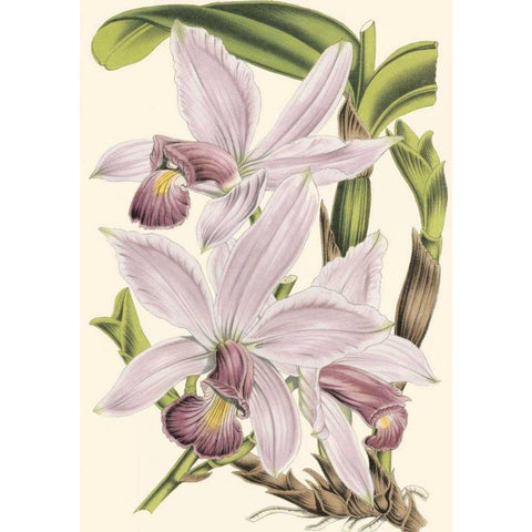 Mini Delicate Orchid I Black Modern Wood Framed Art Print with Double Matting by Vision Studio