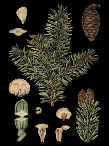 Small Dramatic Conifers I  Black Ornate Wood Framed Art Print with Double Matting by Vision Studio