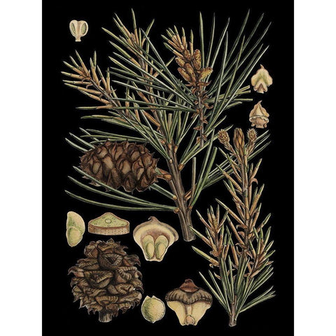 Small Dramatic Conifers II  Gold Ornate Wood Framed Art Print with Double Matting by Vision Studio