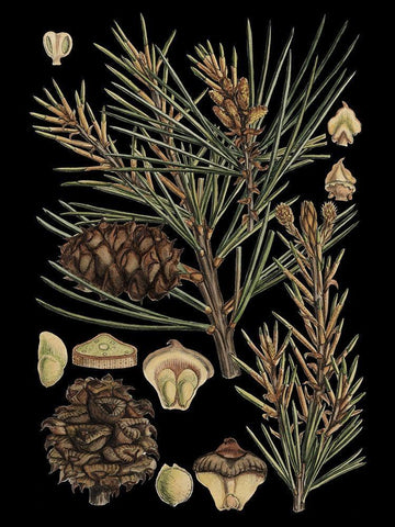 Small Dramatic Conifers II  White Modern Wood Framed Art Print with Double Matting by Vision Studio